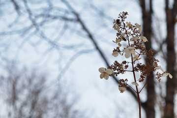 枯れた花　素材