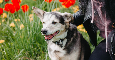 happy dog in flowers on a walk, summer pet on nature.
