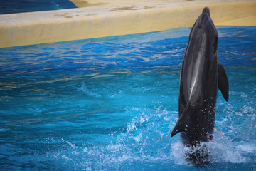 Fototapeta premium Delfines haciendo acrobacias en un espectáculo