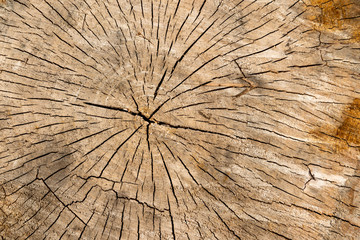 Background texture: grain on cross cut wood #15