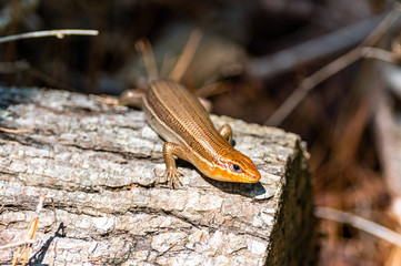 Female Broadhead Skink