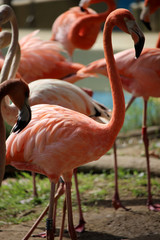 Flamencos rojos o flamencos del Caribe (Phoenicopterus ruber)