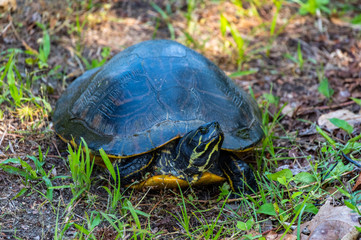 Painted Turtle in Grass