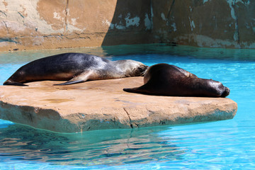 Leones marinos tomando el sol en una roca