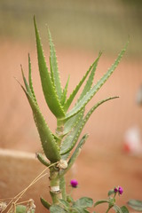 close up of a cactus
