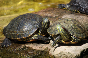 Close up of turtles of the specie called red-eared slider (Trachemys scripta elegans). Also known...