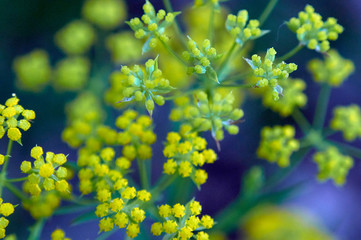 Steppe flowers on a blue background. Zabaykalsky Krai. Russia.