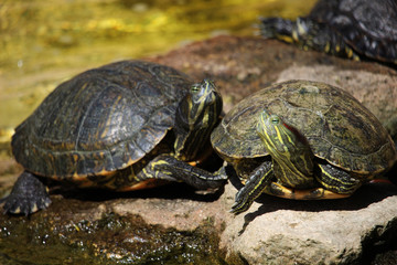 Close up of turtles of the specie called red-eared slider (Trachemys scripta elegans). Also known as the red-eared terrapin or red-eared slider turtle, 