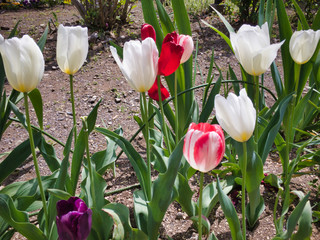 The comfort of everyone's heart. The natural color of the flowers is bright and beautiful. Moreover, the spring sunshine is wonderful.