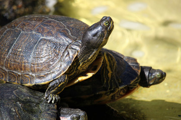 Fototapeta premium Tortuga tomando el sol. Es de la especie Trachemys scripta, llamada galápago de Florida, ​ tortuga pintada o tortuga de orejas rojas