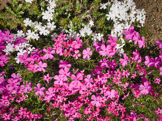 The natural color of the flowers is bright and beautiful. Moreover, the spring sunshine is wonderful.