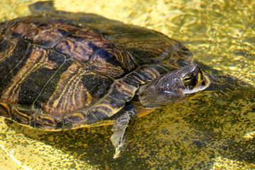 Tortuga nadando en un estanque