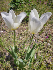 Gentle white tulips. The reason why the flowers are slightly open is due to the heavy rain the day before.