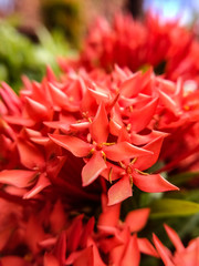 Beauty red santan flowers in the morning