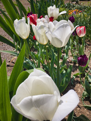 It's a nice day. The tulip at the top greets everyone.