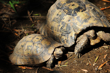 Greek tortoise (Testudo graeca), also known commonly as the spur-thighed tortoise