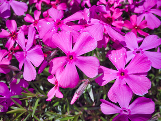 The natural color of the flowers is bright and beautiful. Moreover, the spring sunshine is wonderful.