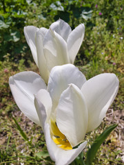 Gentle white tulips. The reason why the flowers are slightly open is due to the heavy rain the day before.