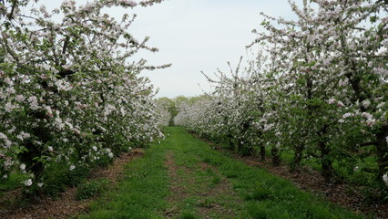 Fototapeta na wymiar Apple trees during flowering. Beautiful flowering orchard in spring. 