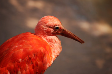 Ibis escarlata​, también llamado corocoro rojo, corocoro colorado, corocora, garza roja, sidra o guará. (Eudocimus ruber)