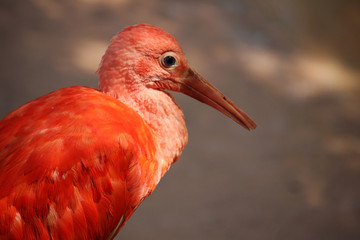 Ibis escarlata​, también llamado corocoro rojo, corocoro colorado, corocora, garza roja, sidra o guará. (Eudocimus ruber)