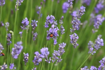 Ladybird on Lavender in the middle of a Lavender field 