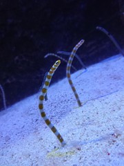 sea snake in the sea