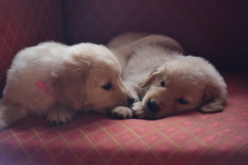 Puppy love