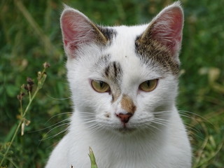 cat on grass