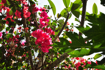 Fototapete bei efototapeten.de bestellen   