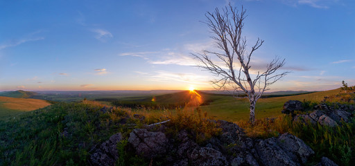 Lonely tree in a flowering steppe at sunset. Zabaykalsky Krai. Russia.