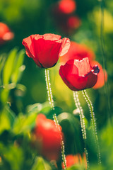 Poppies in a beautiful meadow during spring season