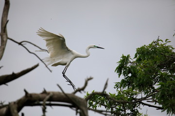 중대백로가 보이는 아름다운 풍경
