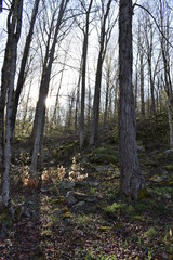 forest during sunrise