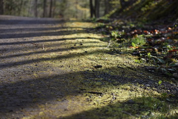 moss path on road in forest sunrise