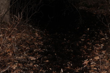 Dark forest