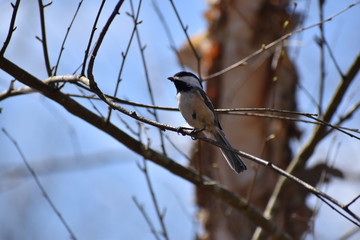 black-capped chickadee on branch