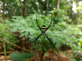 Fototapeta premium Black yellow spider on the web