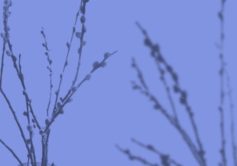 Summer background of plant shadows. Shadow from the branches of a budding willow on the blue wall. White and black for superimposing a photo or layout. Vector illustration