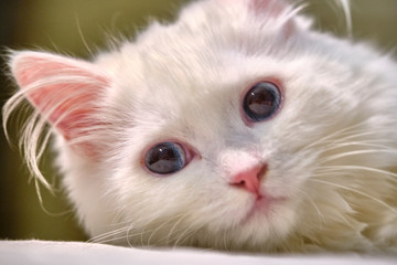 Turkish angora with blue eyes portrait close-uo