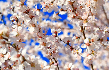 Peach blossoms in full bloom in the sky background