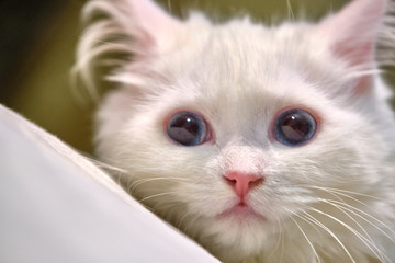 Turkish angora with blue eyes portrait close-uo