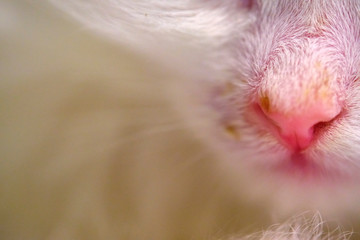kitten with runny nose macro color close-up
