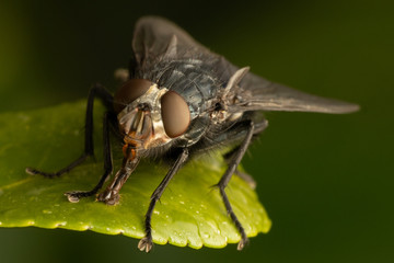 Closeup of a fly insect on a green leaf in the garden