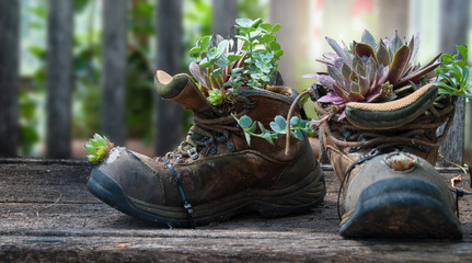 Pair of old safety boots transformed into flower pots.
