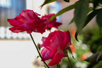 Fototapeta na wymiar Rosas rosadas del jardín