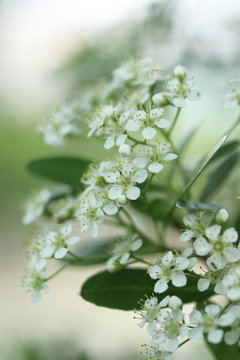 107 Best タチバナモドキ Images Stock Photos Vectors Adobe Stock