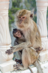 female monkeys , mom with his baby breastfeeding. 