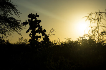 Sunset in the Galapagos dry forest with a Prickly pear cactus silhouette