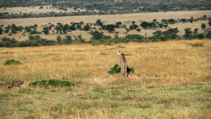 Naklejka na ściany i meble long shot of a cheetah watching for prey at masai mara in kenya